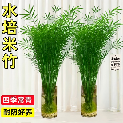 水培米竹室内植物盆栽水养观音竹富贵竹南天竹子客厅懒人观赏绿植