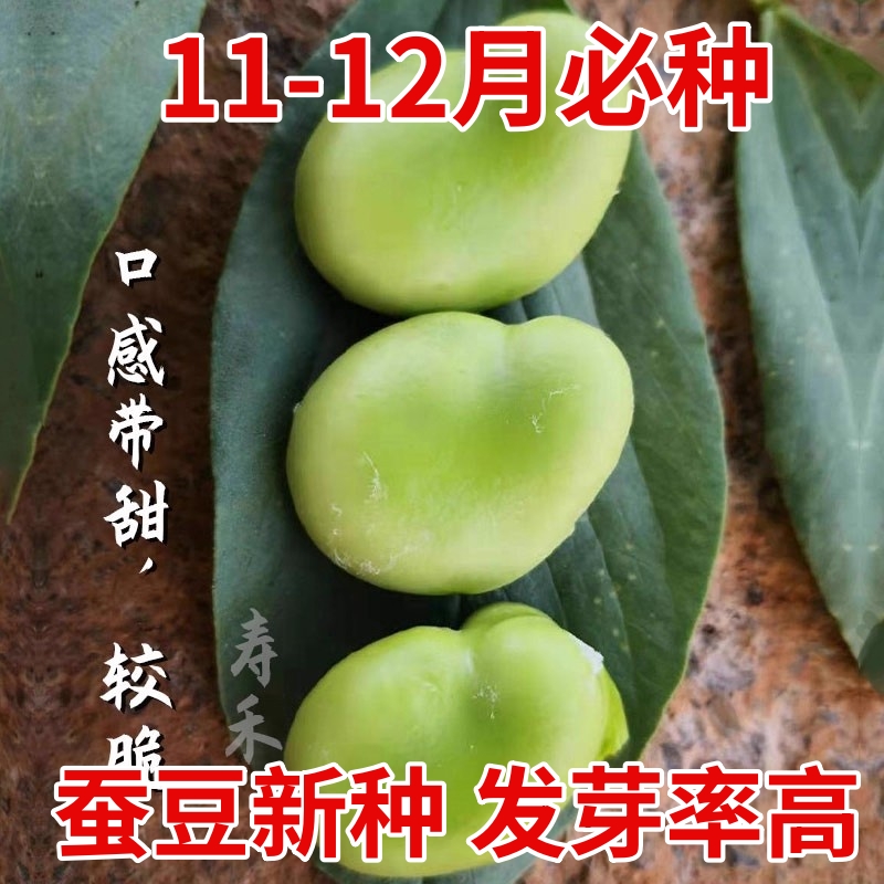 七星大蚕豆种籽种子苗高产本地蔬菜日本秋天种孑菜籽大全特大