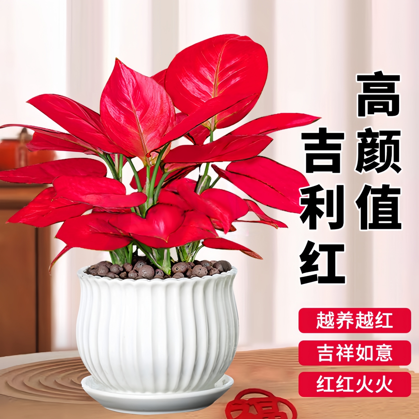 吉利红如意皇后办公室内绿植净化空气桌面好养活水培植物花卉盆栽