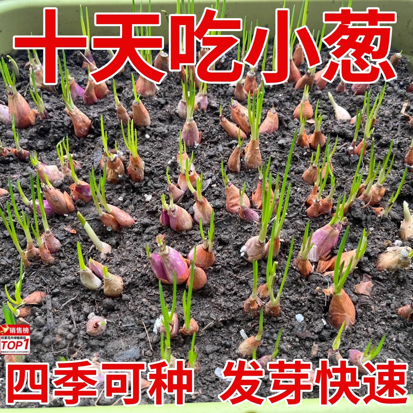 四川香葱头种阳台盆栽葱苗小葱孑本地葱头火葱陕北红头葱种子大蒜