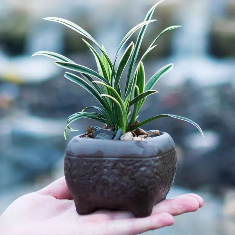 兰花盆栽植物名贵兰草神童冠线艺矮种金边兰花苗带花苞浓香兰草