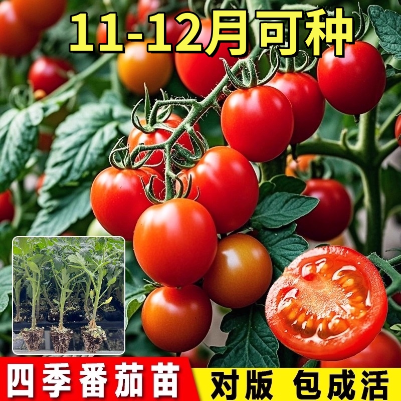 春季蔬菜苗幼苗番茄小秧苗四季秧菜苗茄子辣椒西瓜黄瓜春天南方