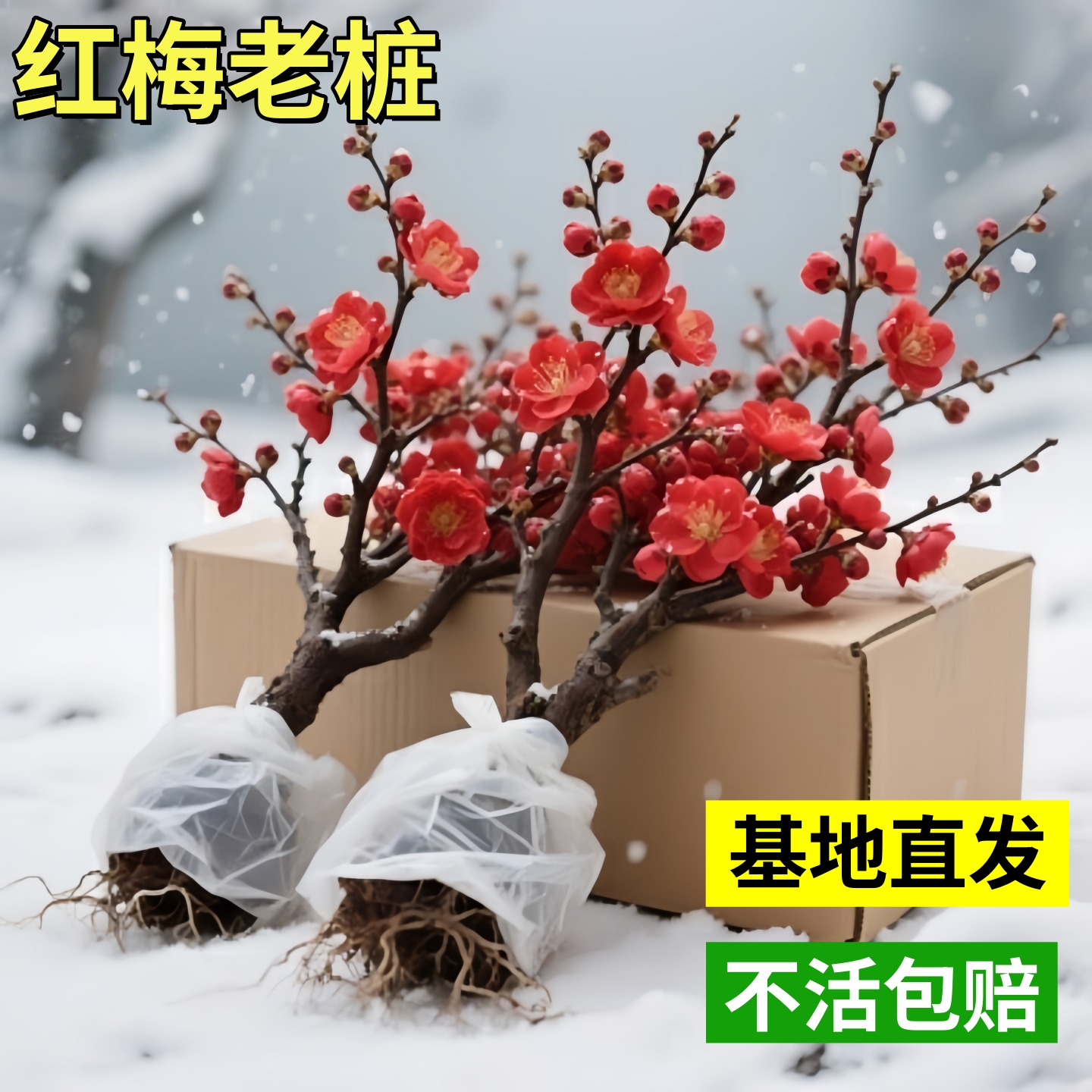 腊梅花树苗庭院地栽耐寒冬季浓香开花卉植物阳台原生高杆素心腊梅