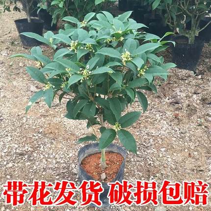 桂花树苗盆栽四季桂金桂浓香型花卉四季开花室内庭院地栽好养绿植