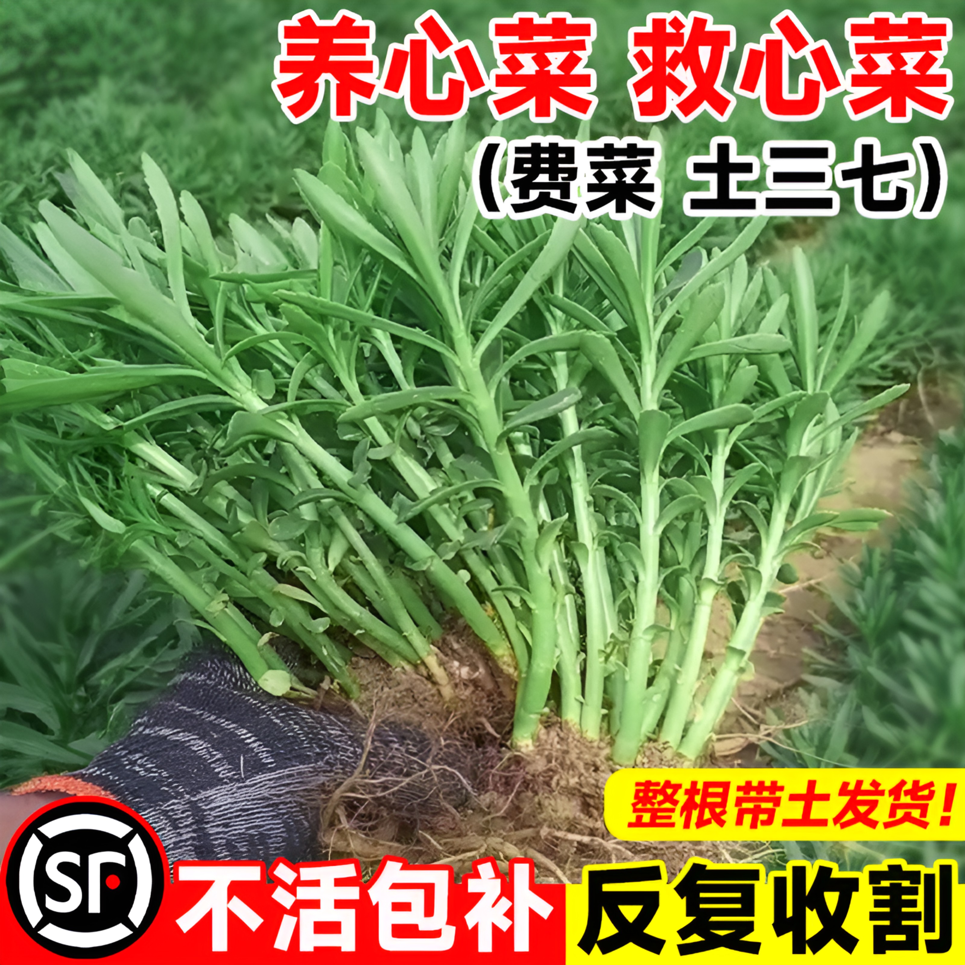 养心菜根苗救心菜高钙菜苗子费菜克拉香草阳台盆栽保健蔬菜种植苗