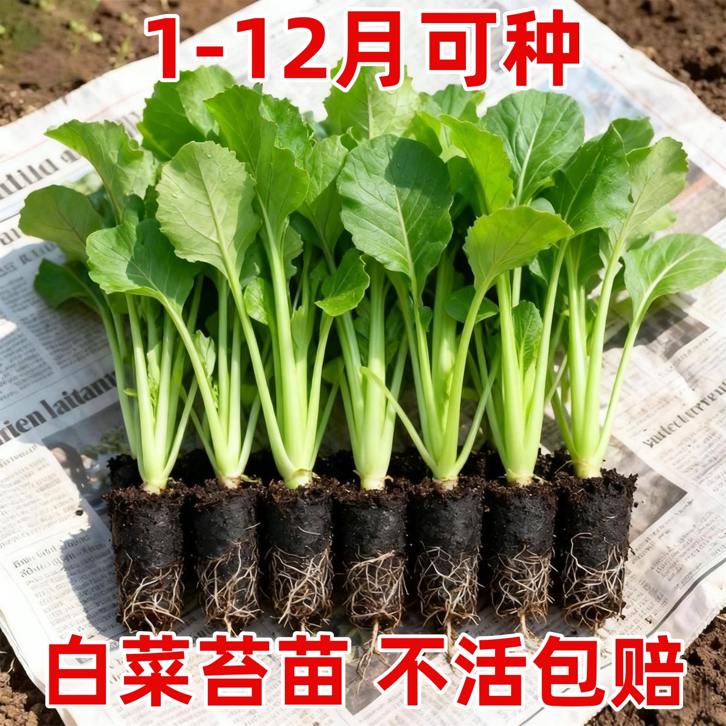 广州早熟白菜苔菜苗有甜味脆嫩阳台田园种植白梗甜菜心苔现拔现发