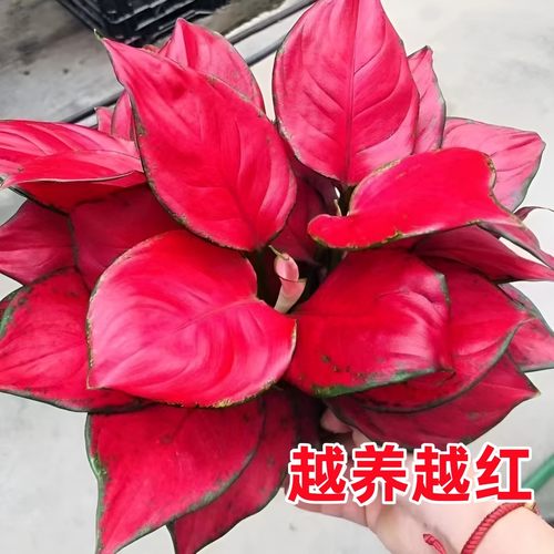 吉利红盆栽如意桌皇后绿植室内办公室好养客厅面四季旺宅水培植物