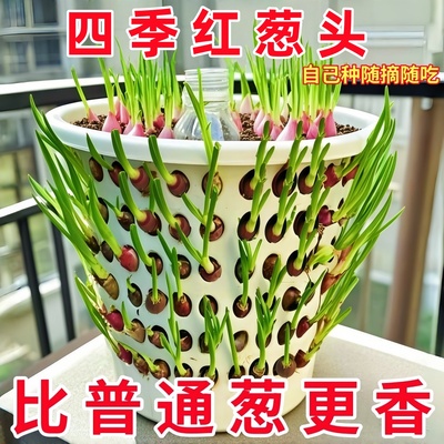 红葱头四季小葱种子火葱小葱四川正宗红葱头红根香葱根盆香栽地栽