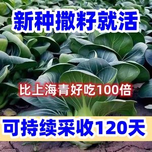 蔬菜种子四季香葱鸡毛盆栽