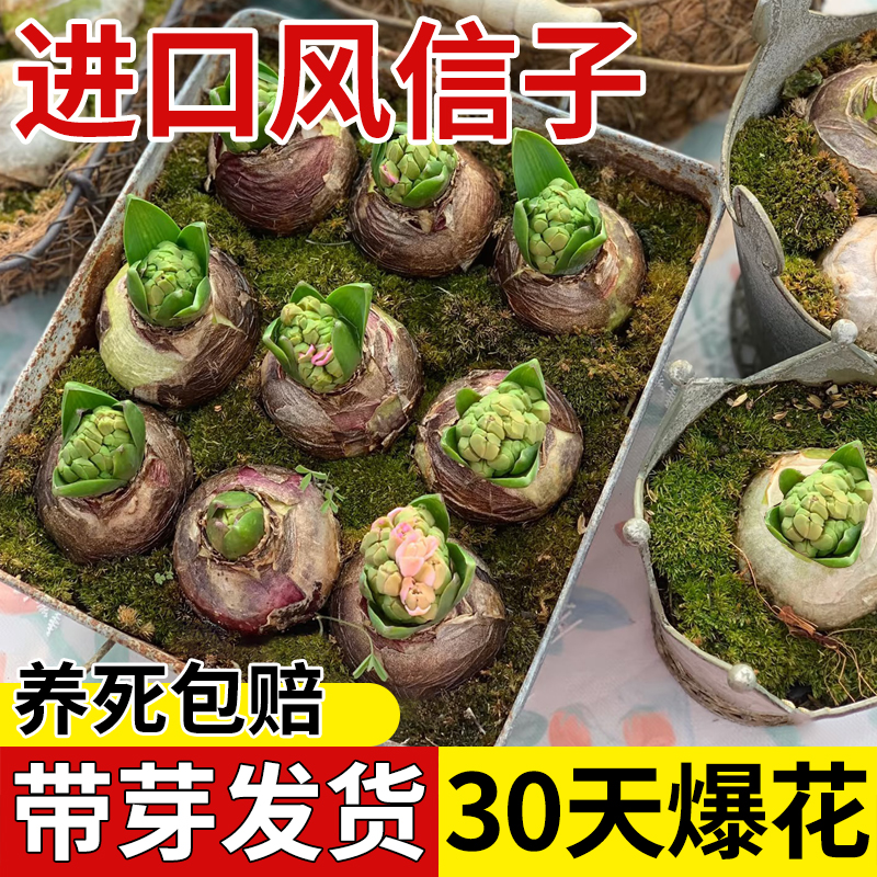 风信子种球水培花卉带芽大球好养活阳台室内外盆栽植物郁金香土培