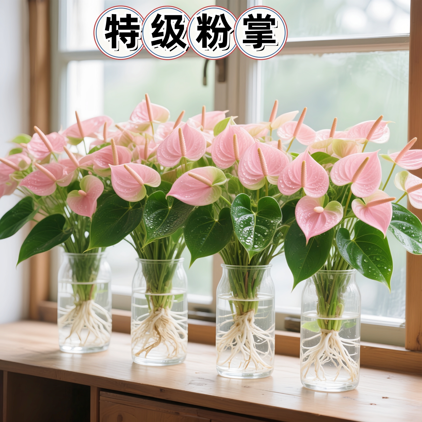 水培植物粉掌盆栽带花苞室内好养办公室鲜花容易开花红掌花卉绿植