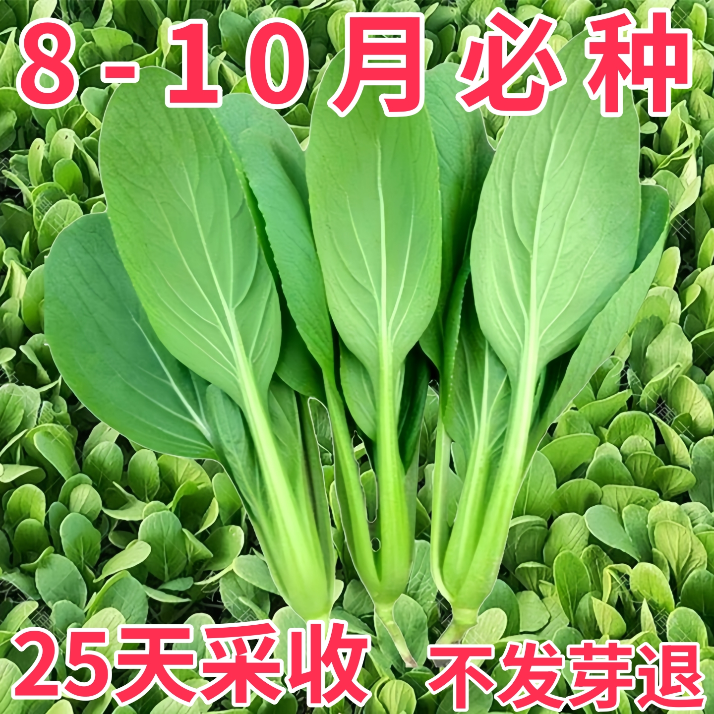 鸡毛菜种子种籽四季小白菜青菜油菜上海青蔬菜菜籽菜种孑大全籽种