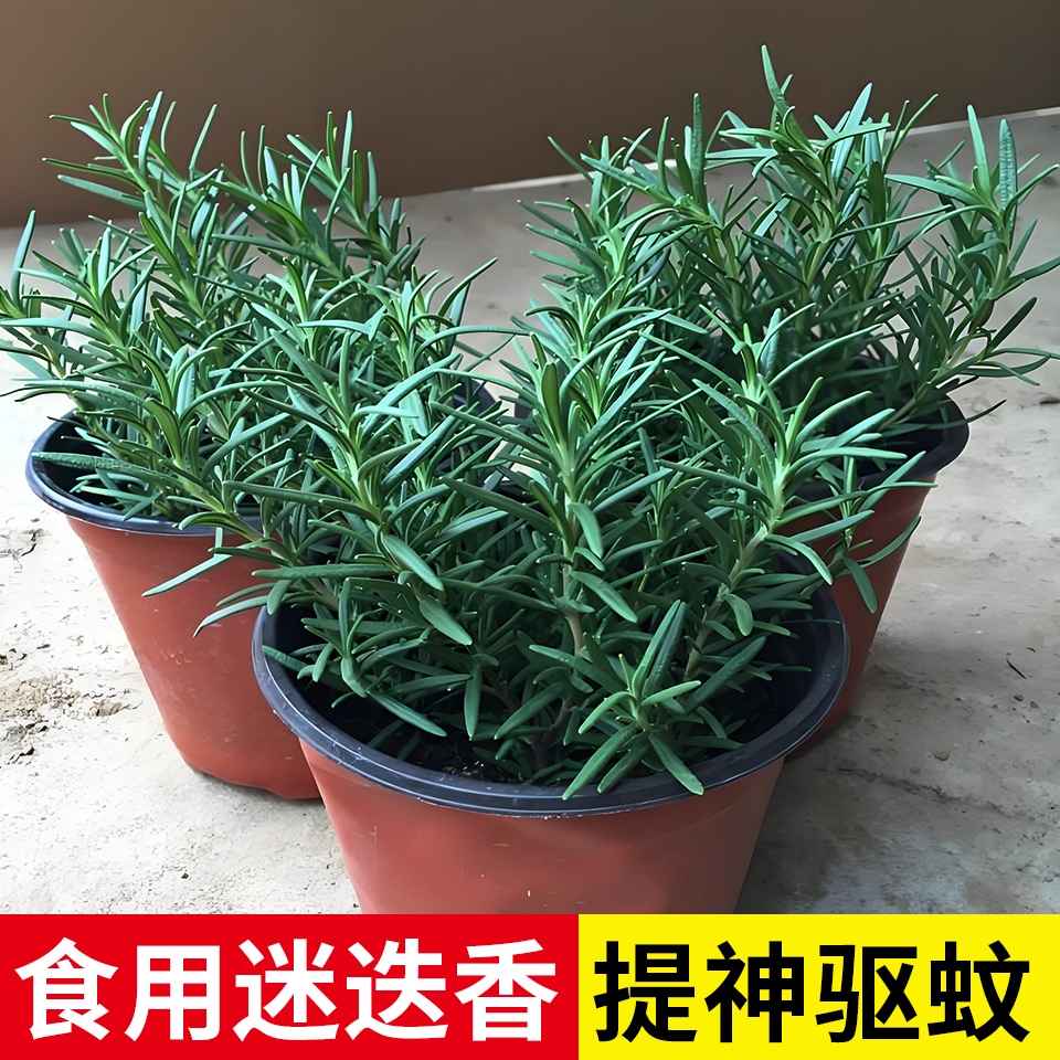 新鲜迷迭香苗盆栽可食用牛排用香草百里香室内阳台提神驱蚊植物