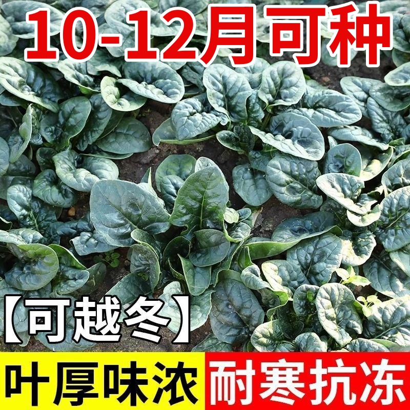 可越冬趴地菠菜种秋季耐寒大叶红根菠菜种子籽适合秋冬种蔬菜种孑