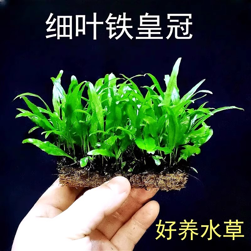 细叶铁皇冠鱼缸沉木造景水草绿植物皇冠草真草阴性好养活新手淡水
