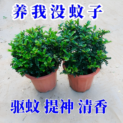 清香木盆栽带驱蚊草胡椒木