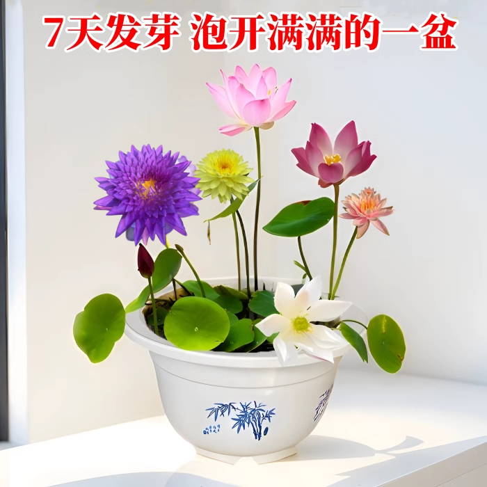 碗莲水培植物室内好养四季荷花种籽子盆栽睡莲阳台开花卉和鱼共养