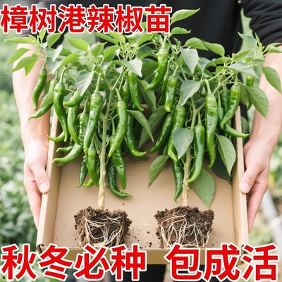 正宗樟树港辣椒苗秧苗带土球正品四季阳台盆栽庭院绿薄皮辣椒种子
