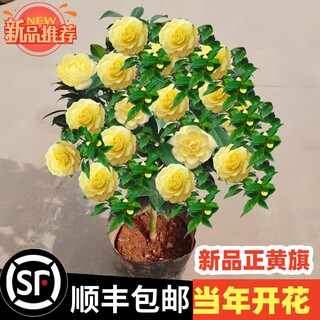 香妃山茶花盆栽带花苞五色赤丹花卉植物室内好养茶花树苗四季开花