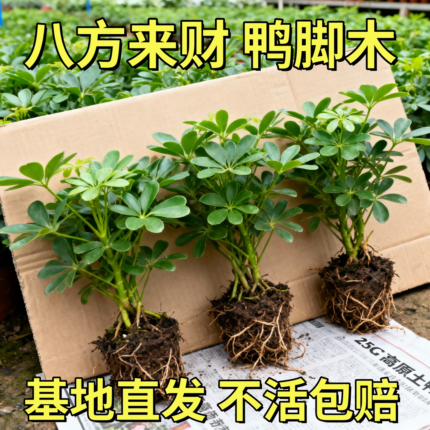 鸭脚木发财树盆栽鸭掌木鹅掌柴八方来财室内绿植花卉四季常青植物