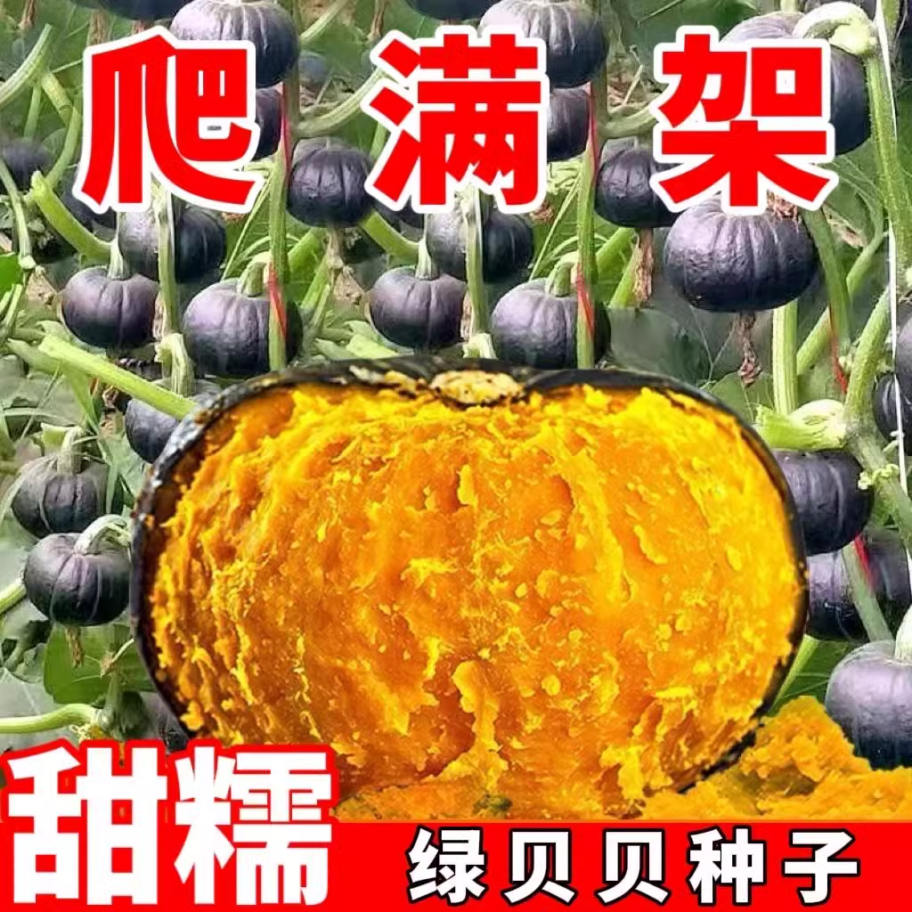 迷你贝贝南瓜苗秧苗正宗板栗味奶油小南瓜种籽孑高产四季盆栽菜苗