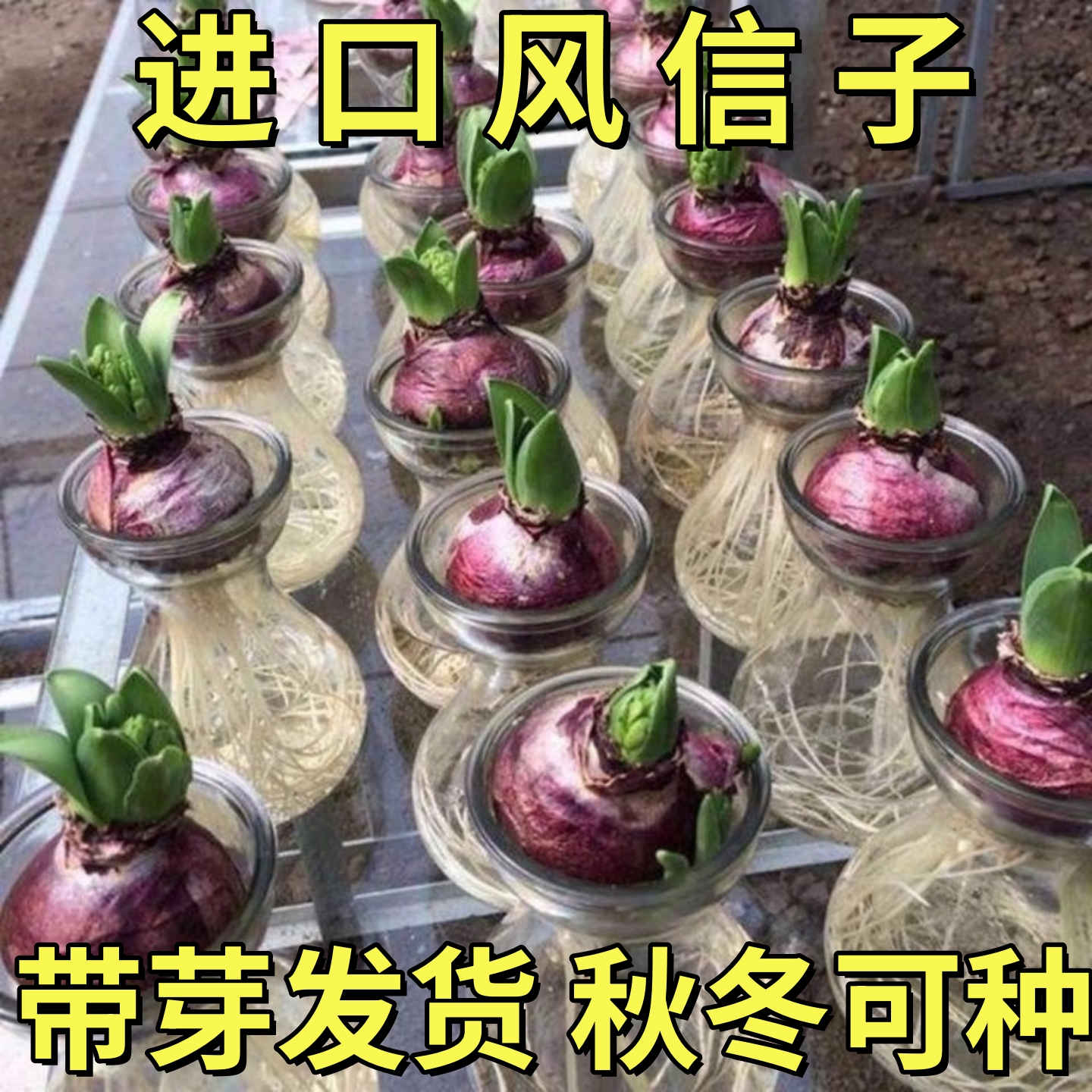 风信子种球水培土培盆栽花卉室内洋水仙花卉耐寒冬天开花郁金香