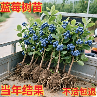 蓝莓树方果苗盆栽带果子室内阳台南北地栽耐寒花香蓝莓树四季结果