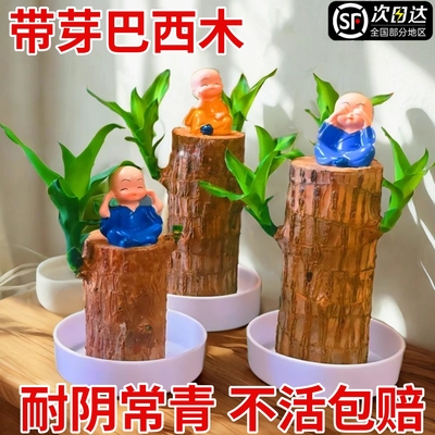 巴西木水培绿植盆栽室内客厅桌面易养易活带芽水养幸运木观叶绿植