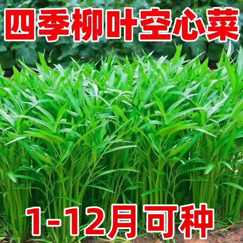 四季柳叶空心菜种子家庭阳台盆栽蔬菜空心菜籽农家大田易种青菜