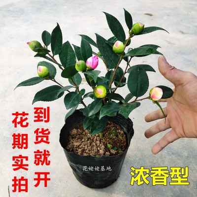 香妃茶花盆栽浓香型山茶花树苗室内庭院花卉好养大棵四季桂花促销