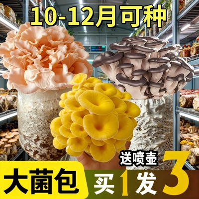 灰平菇蘑菇种植包可食用菌包家庭栽培种蘑菇阳台香菇菌棒袋装盆栽