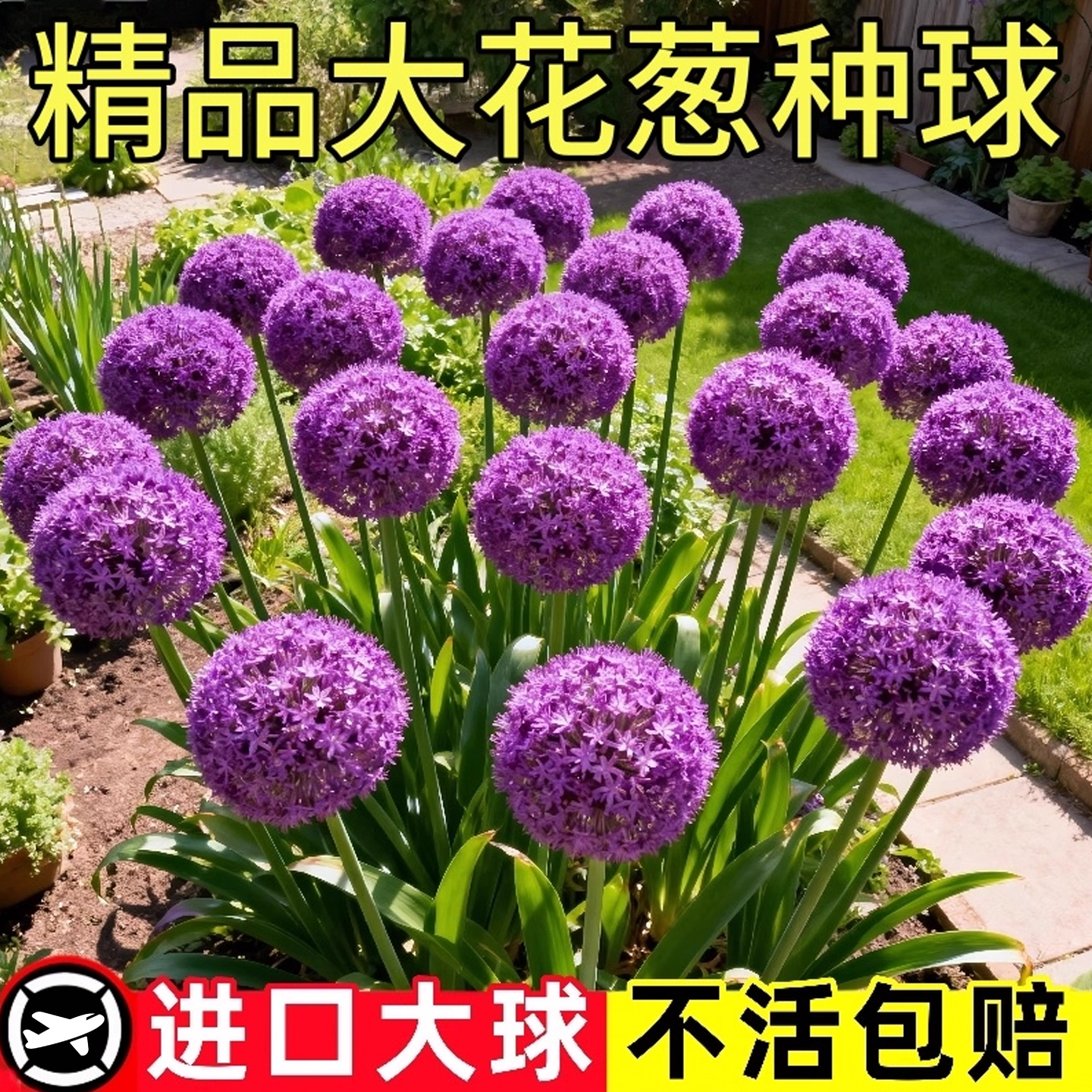 大花葱种球盆栽大使花苗进口花卉种子球桩带花苞球根四季室外植物