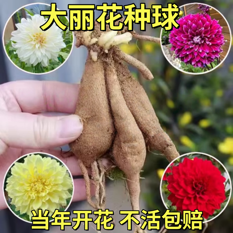 重瓣大丽花种球根茎盆栽地栽庭院阳台四季多年生花卉地瓜花花期长