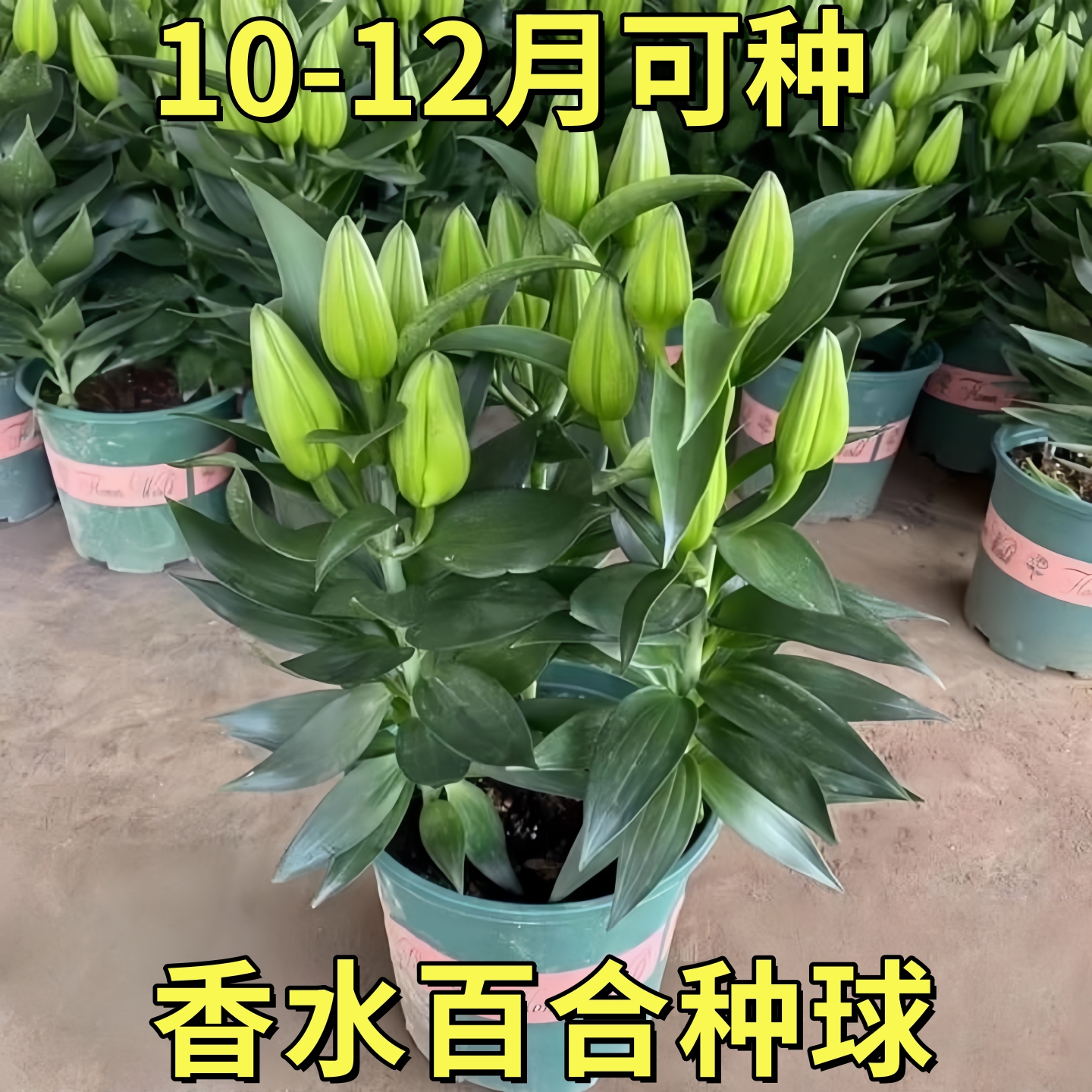 香水百合花盆栽法国带花苞开花带清香味重瓣庭院室内客厅花卉观花