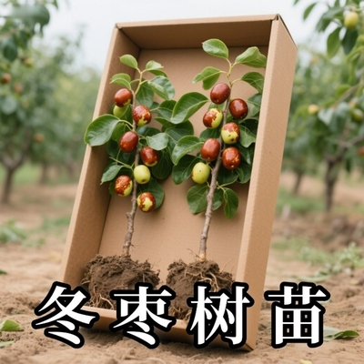枣树活苗大枣超甜特大号带土球沾化冬枣南北方种植嫁接果树苗盆栽