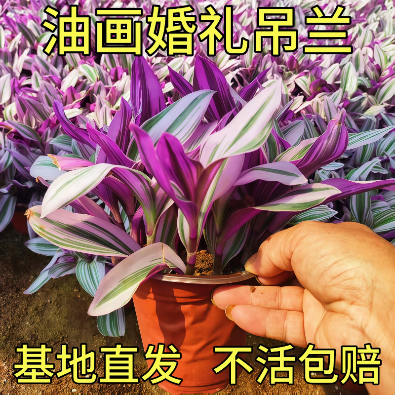 油画婚礼吊兰紫露兰多肉锦花卉室内阳台绿植盆栽水培油画吊兰植物