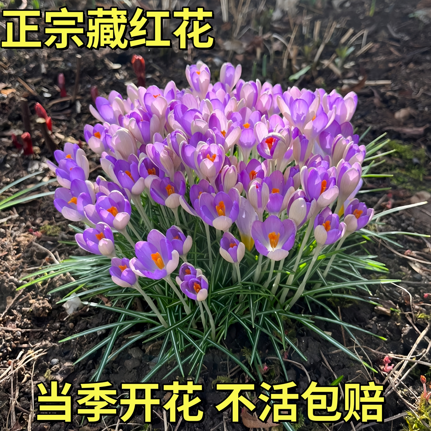 药用藏红花种球盆栽地栽耐寒耐冻花卉苗番红花种球室内室外绿植物