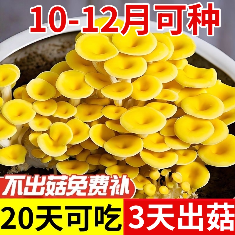 榆黄菇菌包菌种种植包菌菇种植平菇金针菇香菇家庭蘑菇种植室内