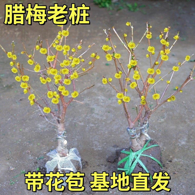耐寒腊梅花树苗盆栽室内外梅花盆景庭院花卉浓香素心腊梅基地直发