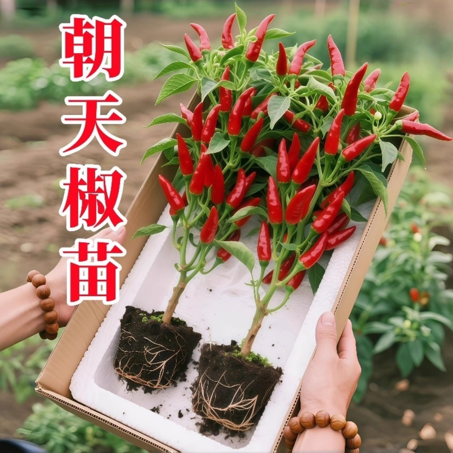 朝天椒盆栽带果可食用好活辣椒小米椒花苗阳台庭院开花结果绿植物