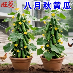 秋季 唐山秋瓜种子秋黄瓜水果黄瓜阳台小院春季 易播种蔬菜种子厂家