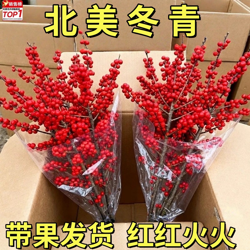 北美冬青鲜切红果年宵花干花水培客厅插花装饰喜庆乔迁招财进宝