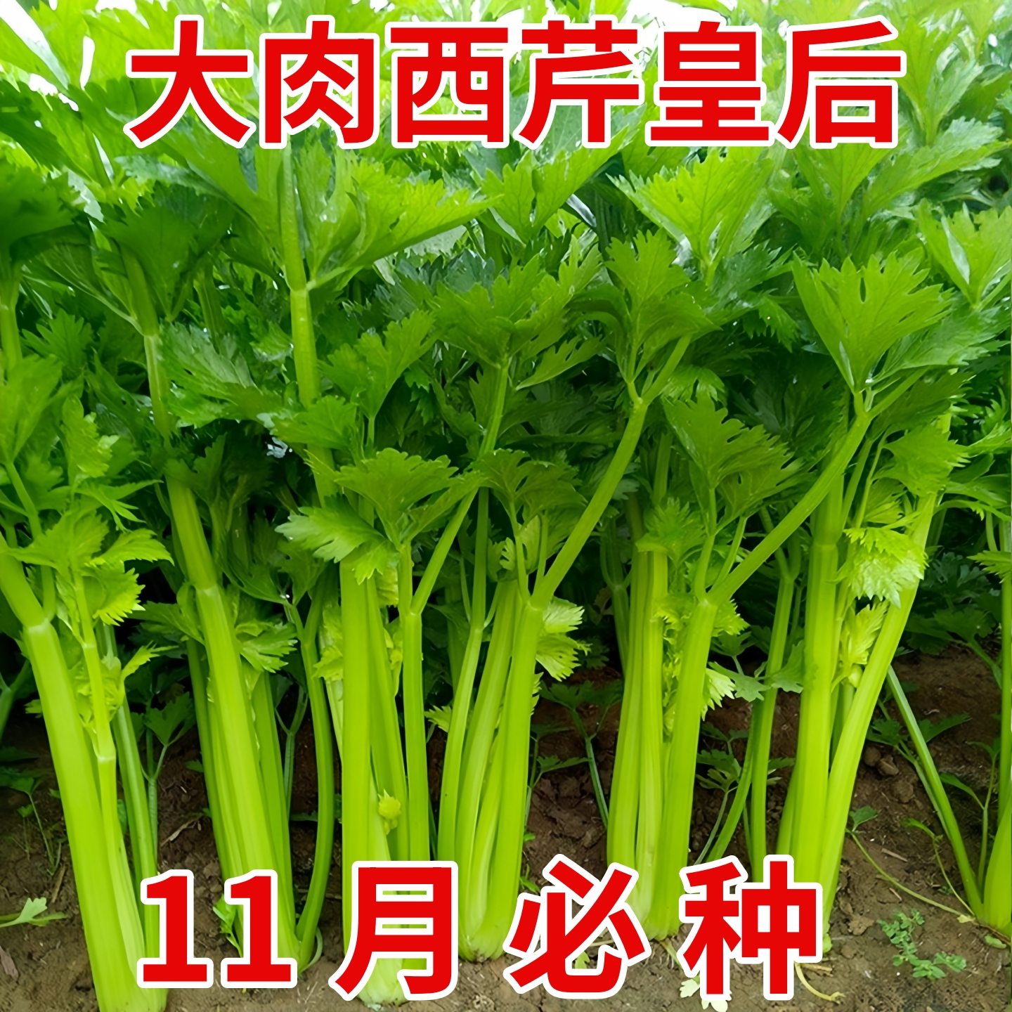 大肉西芹种子芹菜种籽肉厚脆爽春秋四季可播庭院田园农家蔬菜种孑