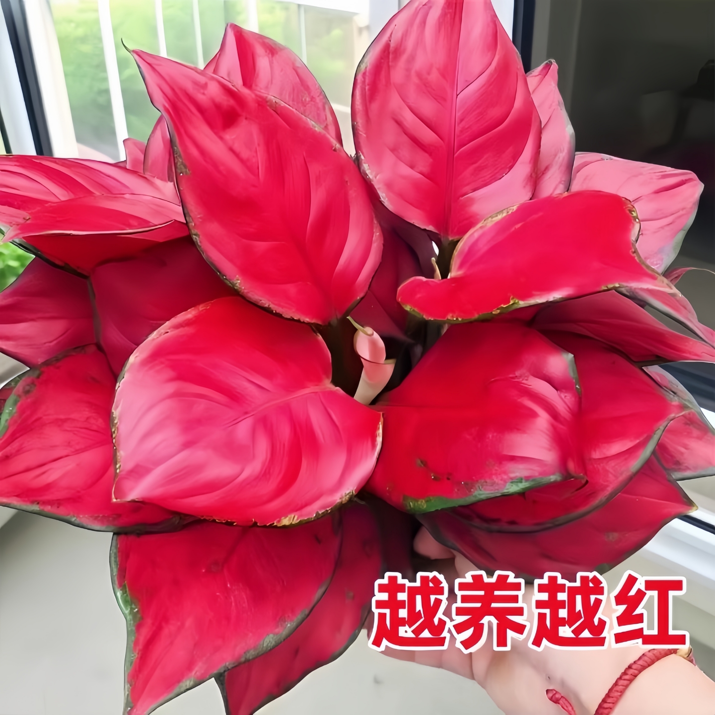 吉利红盆栽如意皇后大棵水培植物万年红小苗室内养办公桌花卉绿植