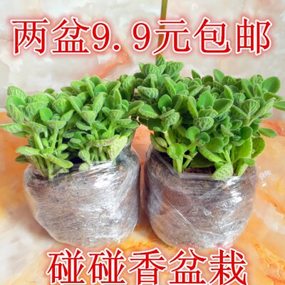 鲜花绿植碰香卉桌面办公室盆栽物