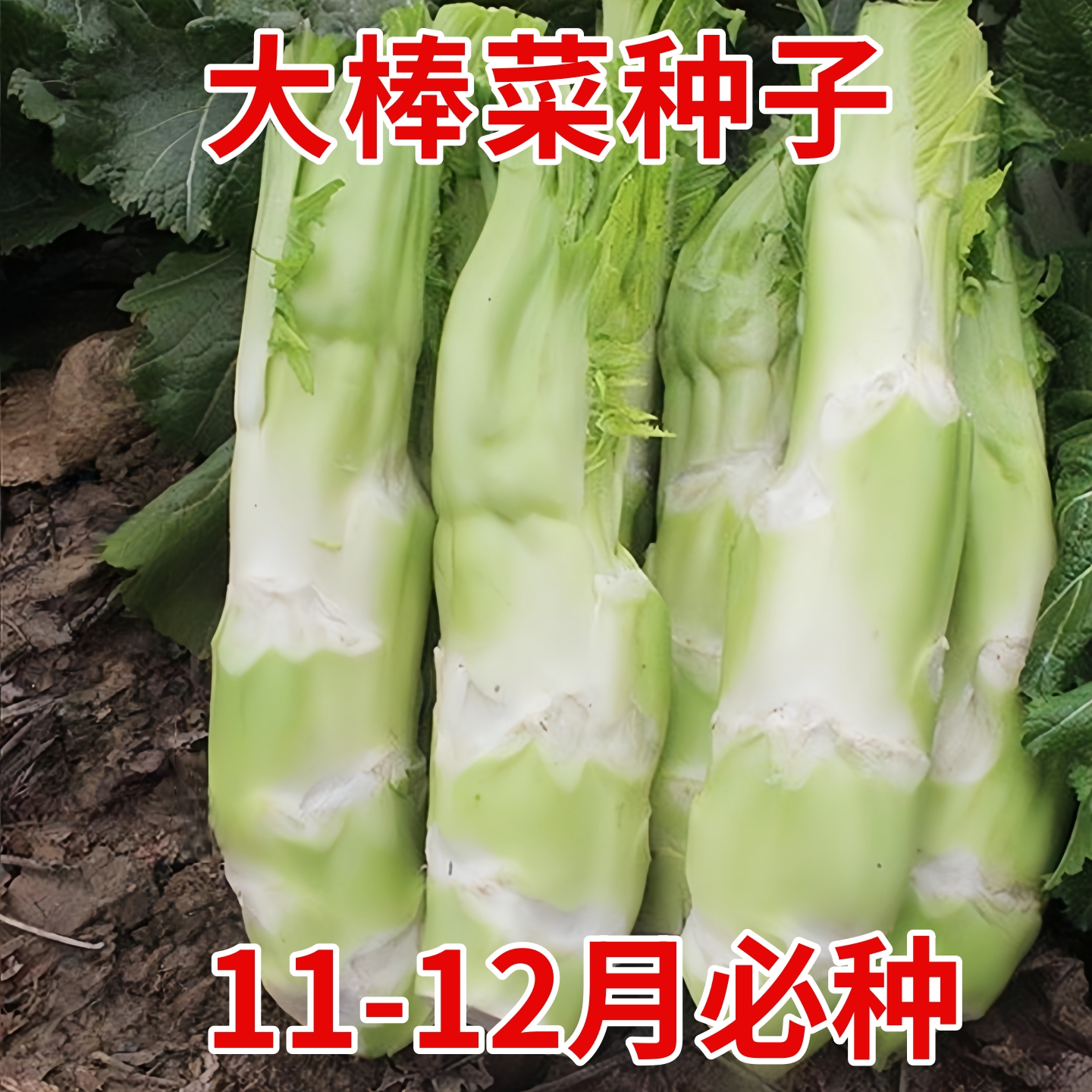 特大棒菜种子大笋芥菜种籽四川薄皮青笋菜头榨菜秋季高产蔬菜种孑