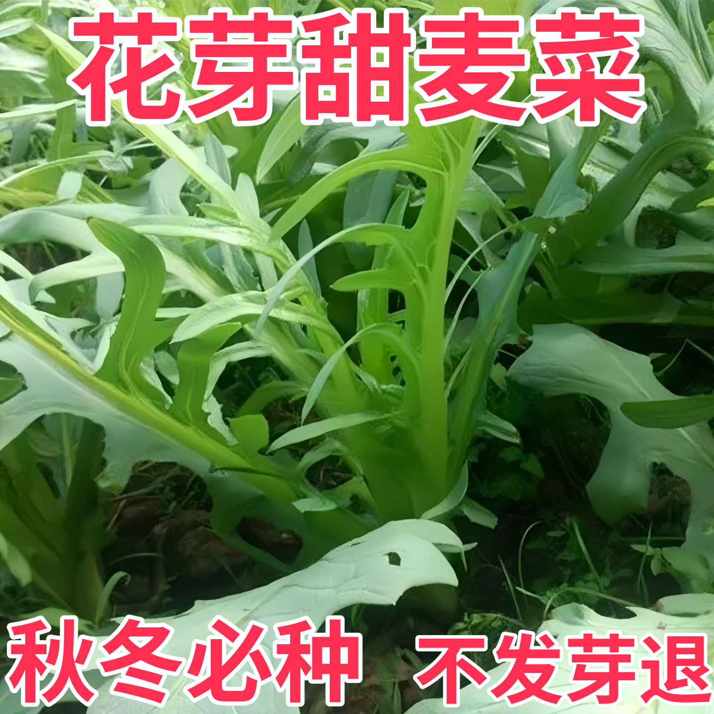 花芽甜麦菜种子四季种植甜麦菜苦麻菜籽青菜春夏秋季阳台抗热蔬菜