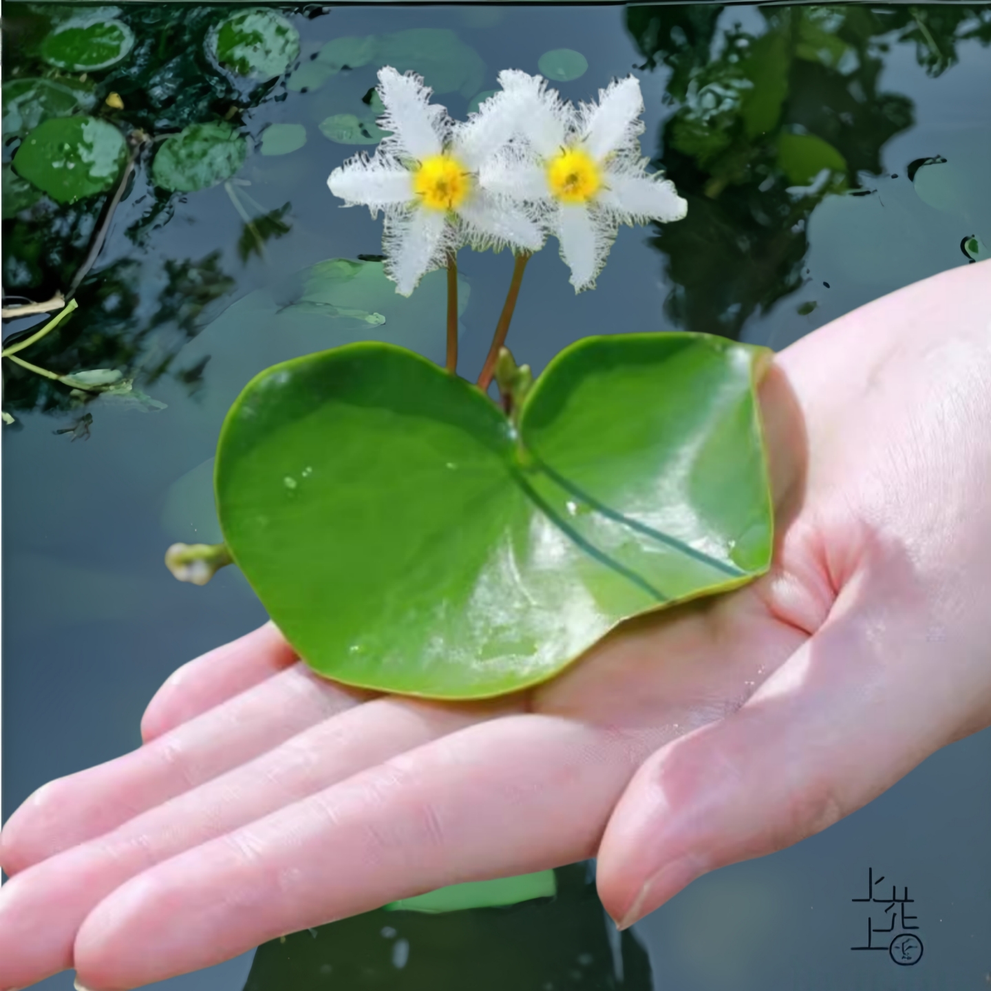 一叶莲水培植物花卉碗莲季盆栽四浮萍水生鱼缸造景睡莲花水草绿植
