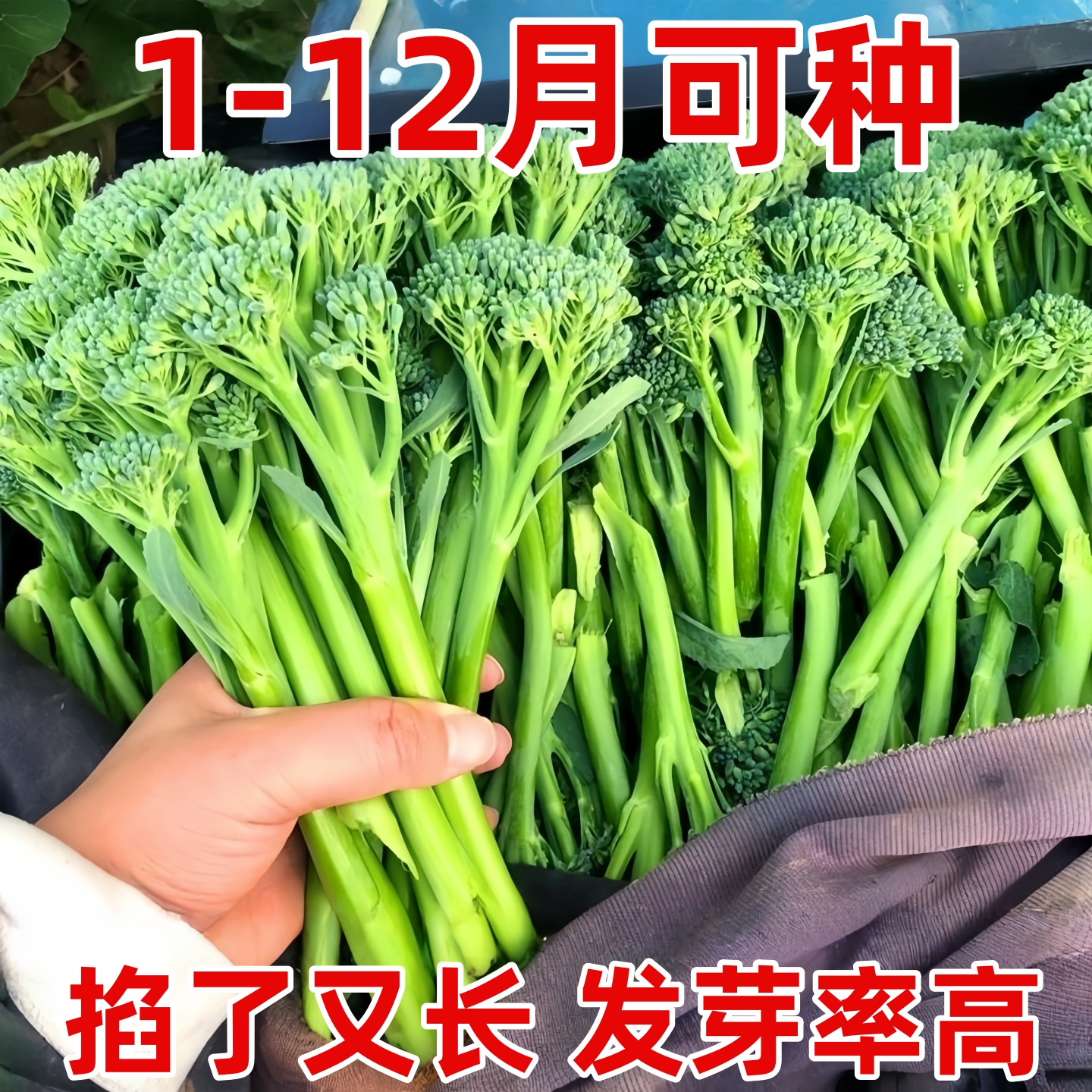 西兰苔花籽孑西兰花种子蔬菜花菜种子苗菜花秧苗花西兰花菜种籽