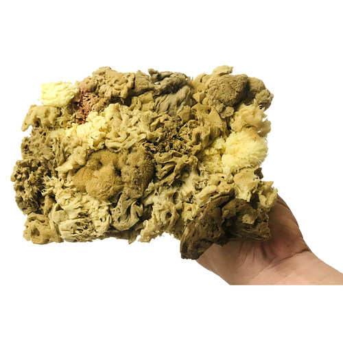 速发三色珠光天然海藻绵拍涂刷工B具天然海藻拍艺术漆点涂海藻刷